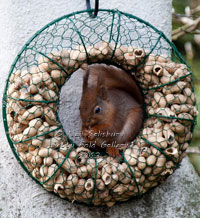 Squirrel Photographer Neil Salisbury of Betty Fold Gallery